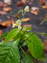 Impatiens parviflora