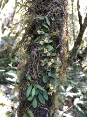 Gastrochilus formosanus
