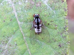 Polyporivora picta