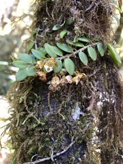 Gastrochilus formosanus