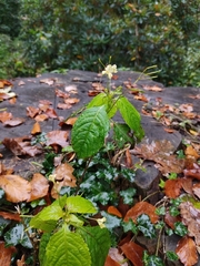 Impatiens parviflora