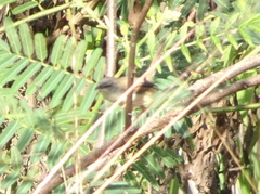 Prinia rufescens