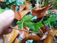 Hedera helix