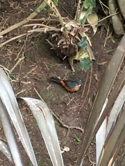 Microspingus lateralis