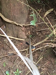 Microspingus lateralis