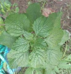 Acalypha indica