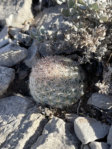 Pelecyphora dasyacantha