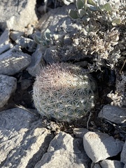 Pelecyphora dasyacantha