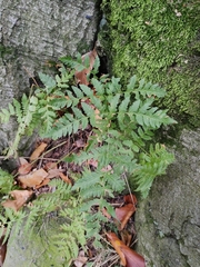 Dryopteris