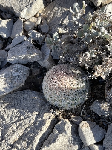 Pelecyphora dasyacantha