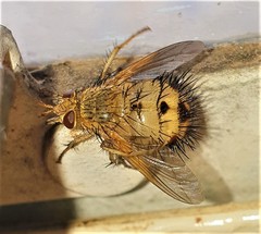 Dejeania bombylans
