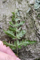 Dryopteris