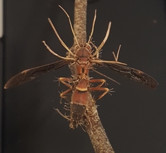 Ophiocordyceps humbertii