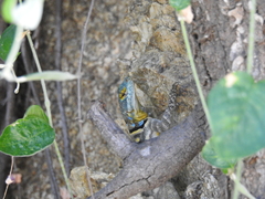 Petrosaurus thalassinus