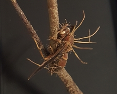 Ophiocordyceps humbertii