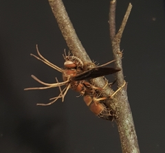 Ophiocordyceps humbertii
