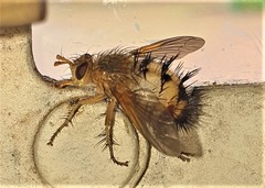 Dejeania bombylans