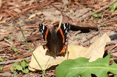 Vanessa atalanta