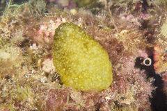 Pseudodistoma crucigaster