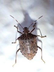 Halyomorpha halys