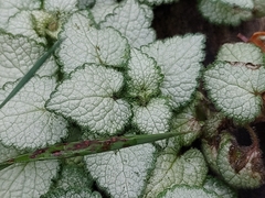 Lamium maculatum