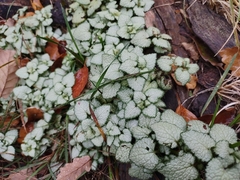 Lamium maculatum