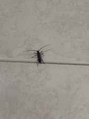 Ambonus interrogationis