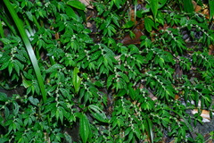 Elatostema parvum