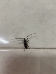 Ambonus interrogationis