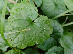 Glechoma hederacea