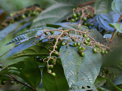 Microcos paniculata