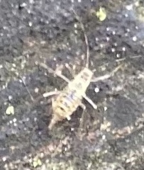 Calaphidina