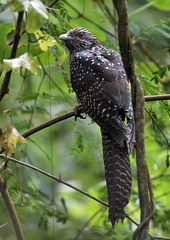 Asian Koel photo 4