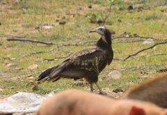 Neophron percnopterus