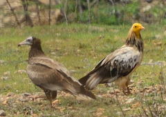 Neophron percnopterus
