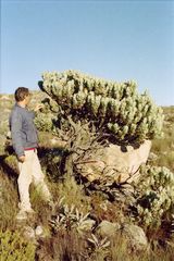 Leucadendron crassulifolium