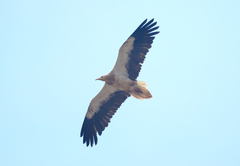 Neophron percnopterus