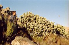 Leucadendron crassulifolium