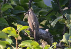 Pycnonotus leucogenys