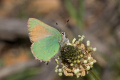 Callophrys dumetorum