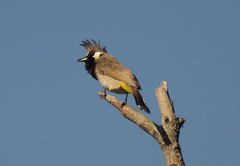 Pycnonotus leucogenys