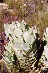 Leucadendron crassulifolium