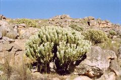 Leucadendron crassulifolium