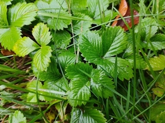 Fragaria vesca
