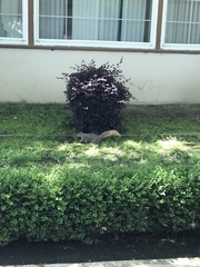 Sciurus niger