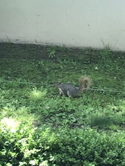 Sciurus niger
