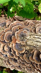 Trametes versicolor