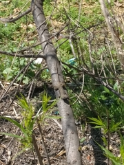 Sceloporus occidentalis