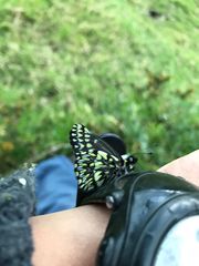 Catasticta semiramis