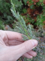 Juniperus communis